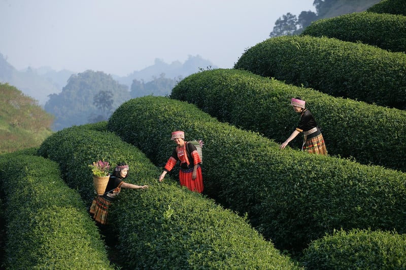 Enchanted Tours