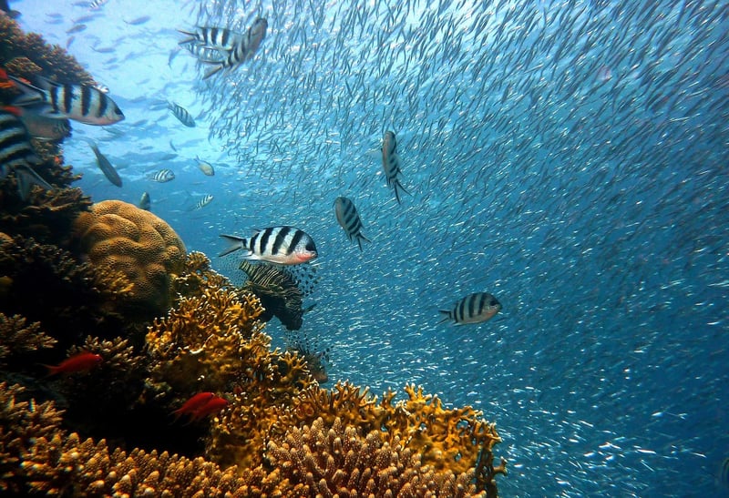Underwater Oasis